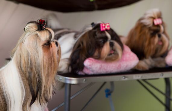 関東のペット病院は診療だけでなくワクチンのご依頼にも対応可能です