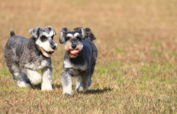 関東のペット病院では診療や混合ワクチンのご依頼に対応いたします