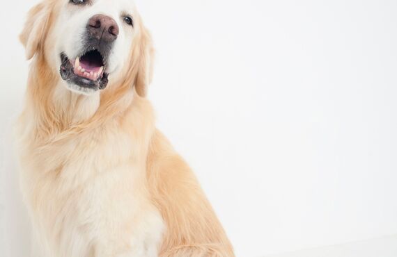 関東の神奈川で狂犬病予防の施術を行っているペット病院をご利用ください