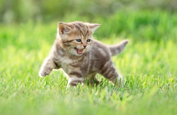 関東で人気のペット病院は神奈川のかしわ台の方で営業しております