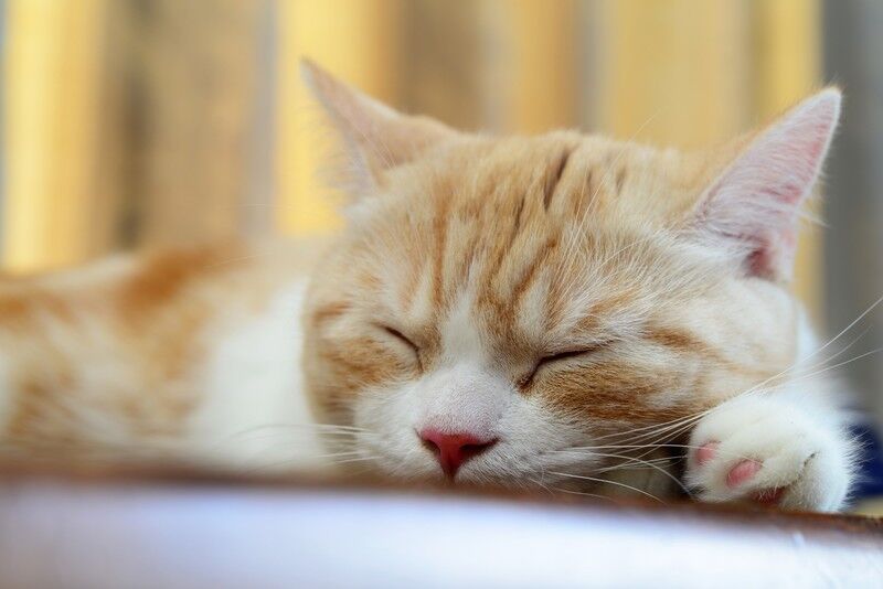 AdobeStock_225625313