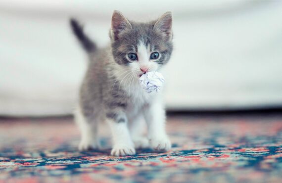 関東の神奈川にあるペット病院は綾瀬の方にも多くご利用いただいております