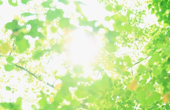 海老名でペットの歯の症状なら｜かしわだい動物病院